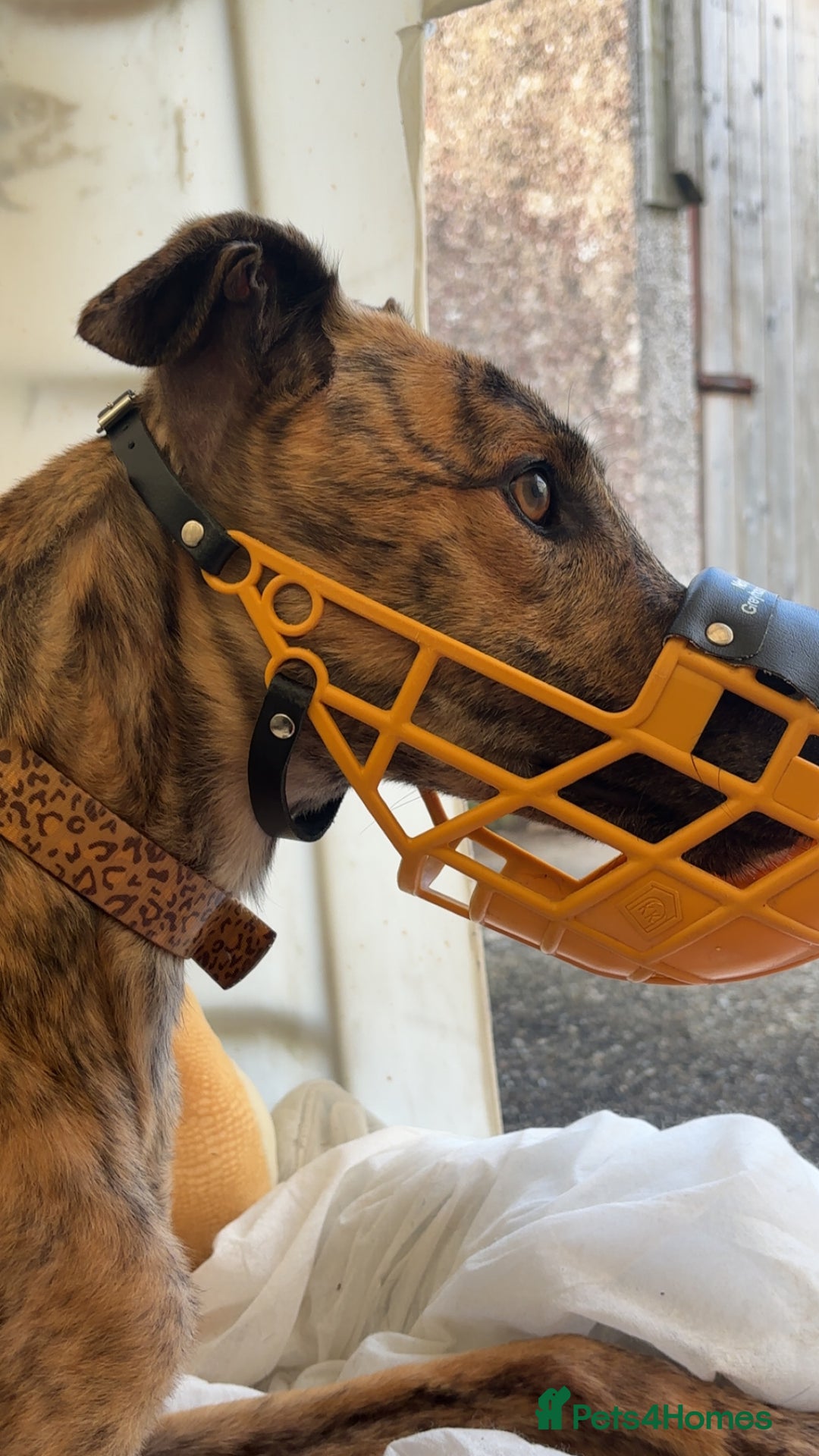 Greyhound dogs for sale: Greyhound  - Image 4