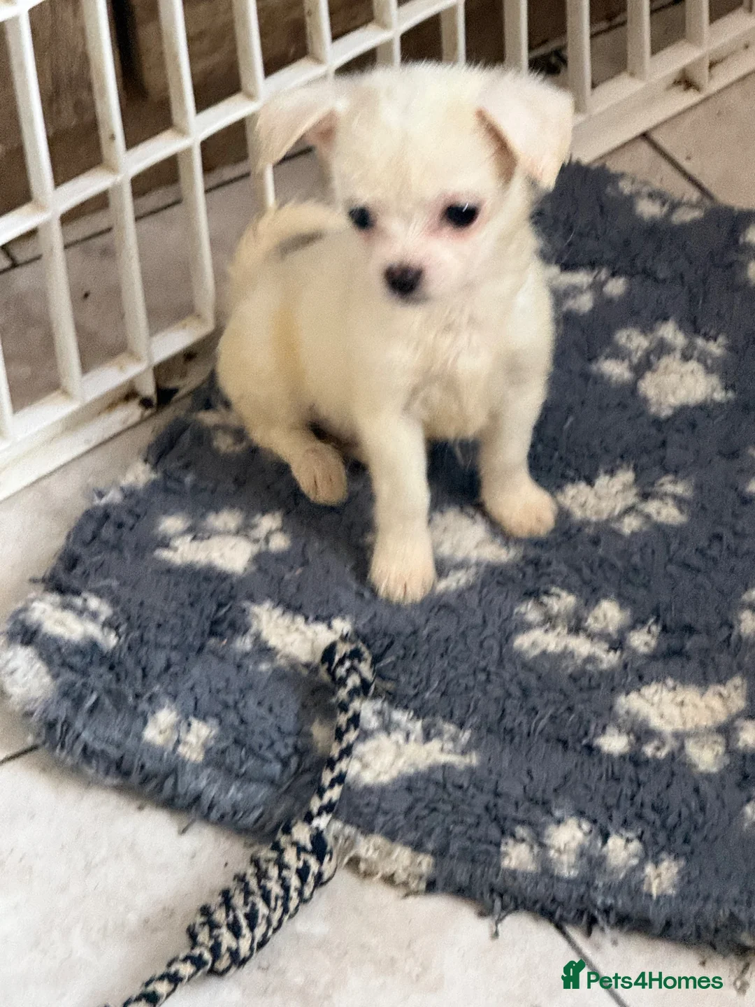 Mixed Breed dogs for sale: Maltese x chihuahua  in Durham - Advert 1