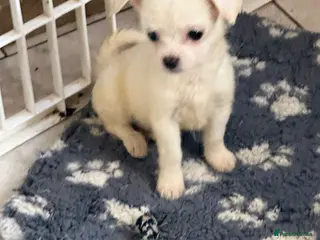 Mixed Breed dogs Maltese x chihuahua - Advert 13