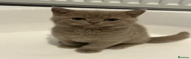 British Shorthair 1