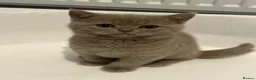 British Shorthair cats for sale: GCCF British’s shorthair & longhair - Advert 4