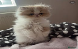 Persian cats for stud: My king Toulouse  - Image 6