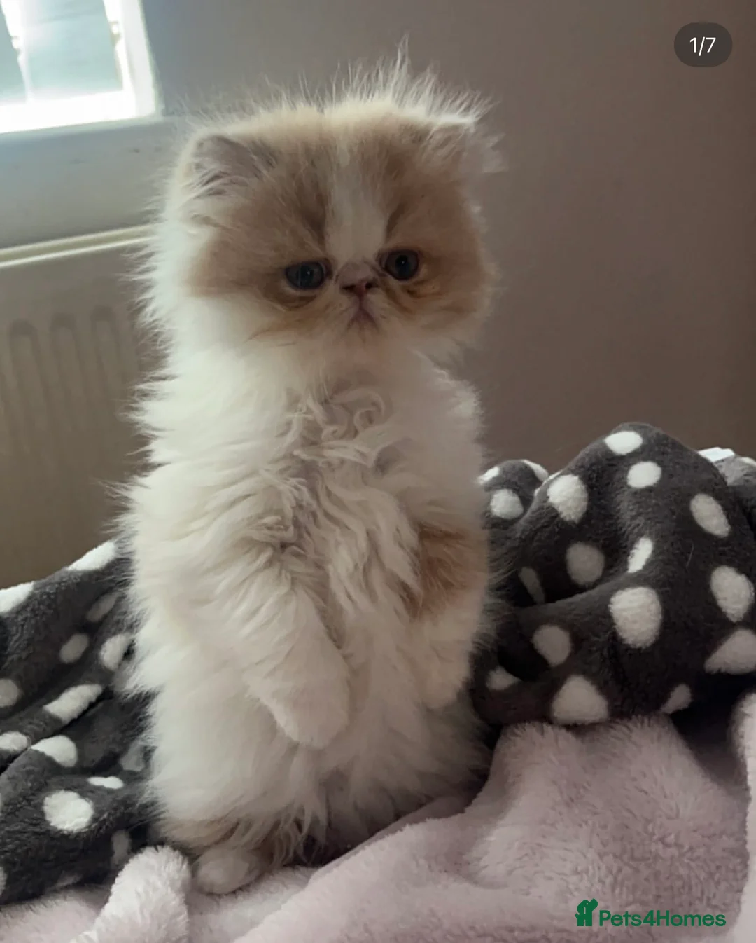 Persian cats for stud: My king Toulouse  - Advert 7