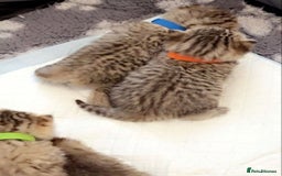 British Shorthair cats for sale: Ready to reserve  pedigree gold black shade bsh   - Image 8
