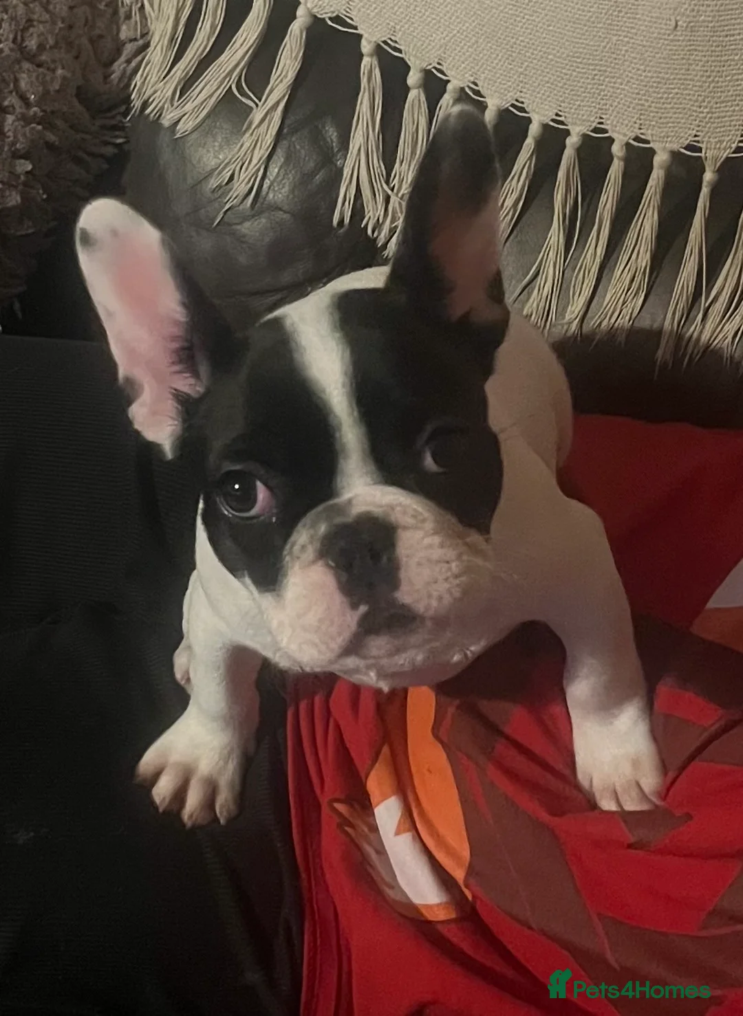 French Bulldog dogs for sale: Beautiful frenchie girl - Advert 2
