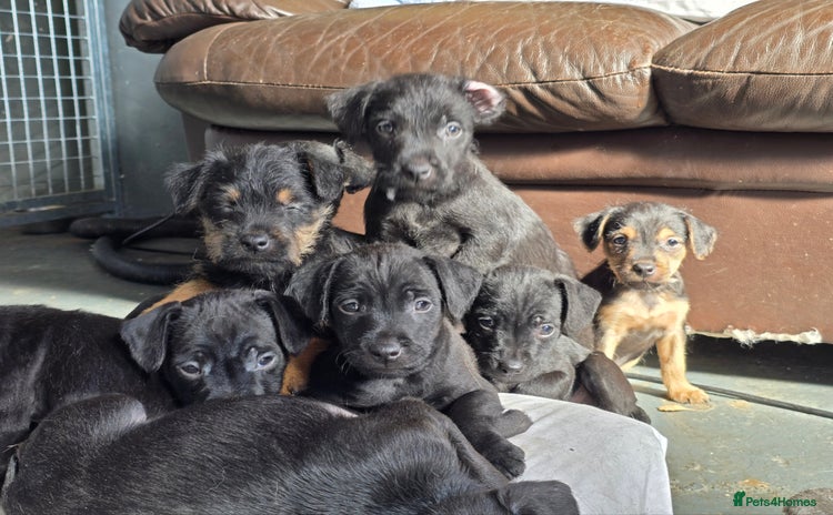 Patterdale Terrier dogs - Advert 4