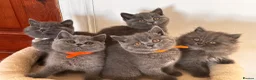 British Shorthair cats for sale: TICA Active British shorthair and longhair male in Bridgnorth - Advert 16