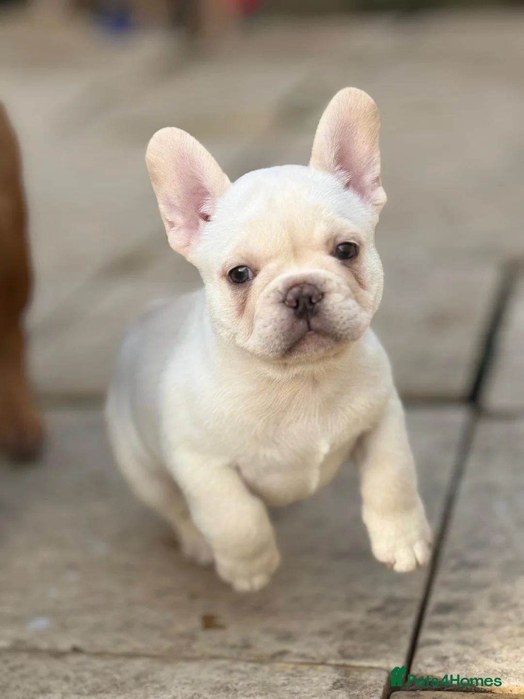 French Bulldog dogs for sale: Frenchies fluffy  in Hounslow - Advert 6