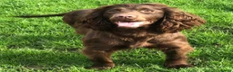 Cockapoo dogs for sale: Healthy toy cockapoo companions  - Advert 9