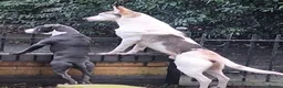 Mixed Breed dogs for sale: Beautiful cross breed pups  in Liverpool - Advert 11