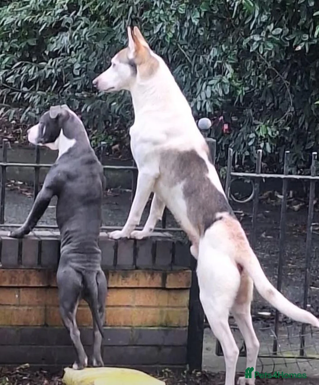 Mixed Breed dogs for sale: Beautiful cross breed pups  in Liverpool - Advert 11