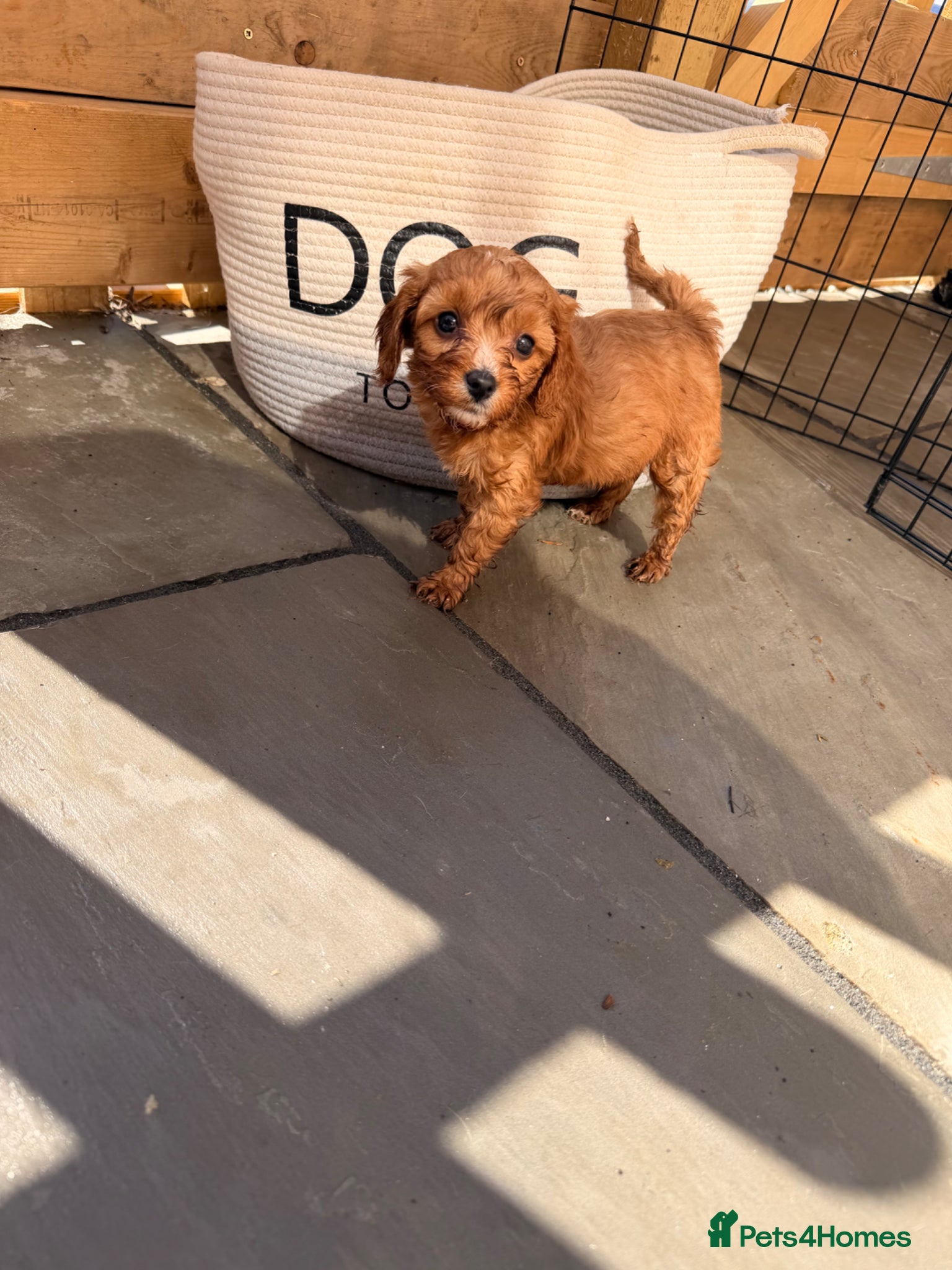 Cavapoo dogs F1 cavapoos 🥰dna health clear parents,💙🩷  - Advert 1