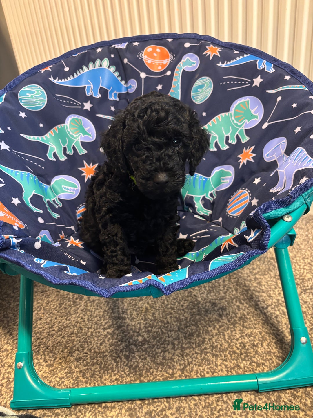 Miniature Poodle dogs for sale: 1m/1f Miniature poodles ready now  - Advert 1