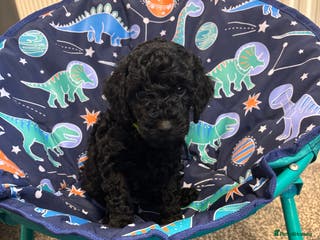 Miniature Poodle dogs 1m/1f Miniature poodles ready now - Advert 6