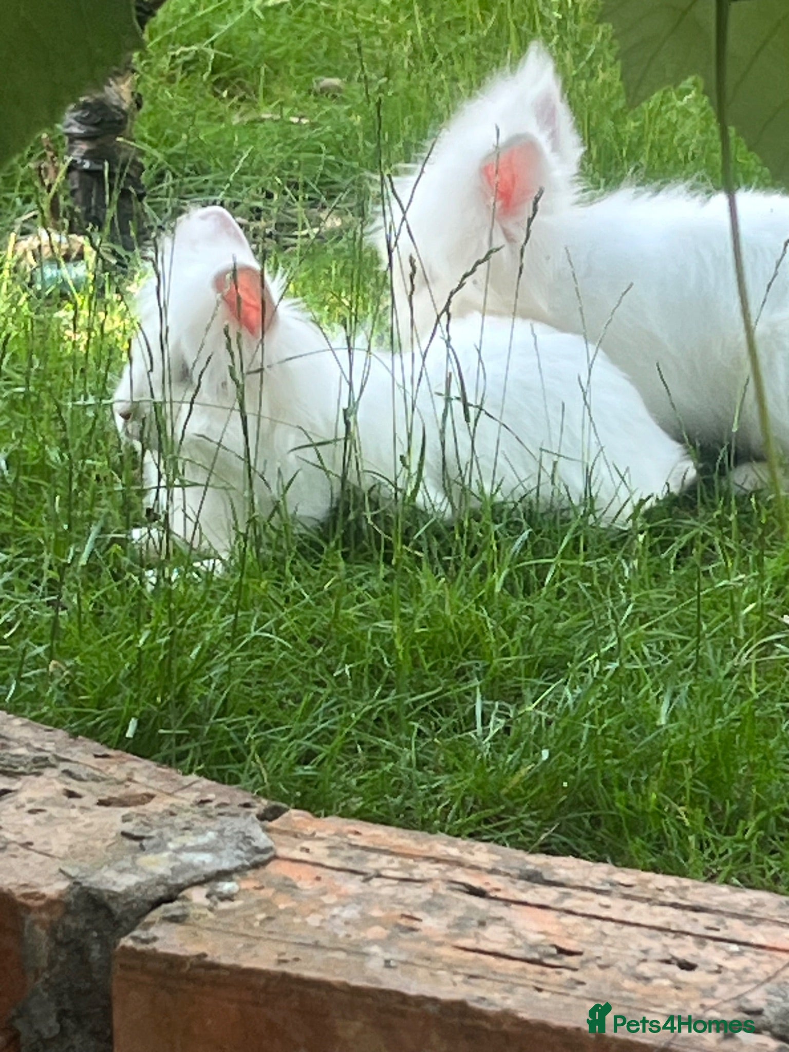 Mixed Breed rabbits Cute bunnies - Advert 20