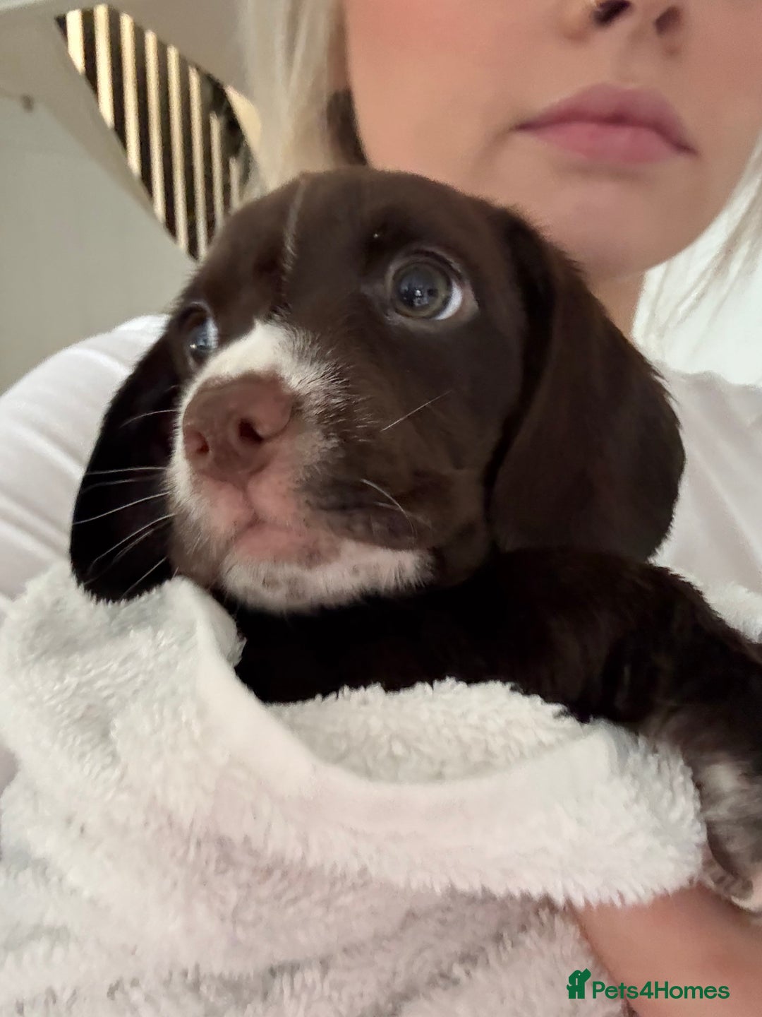 Mixed Breed dogs for sale: Chi sprocker  - Image 15