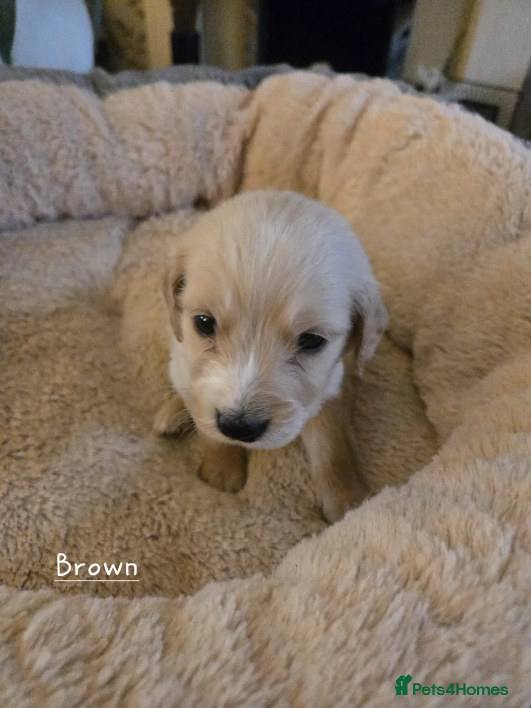 Mixed Breed dogs for sale: Golden Retriever X Cockapoo puppies - Advert 6