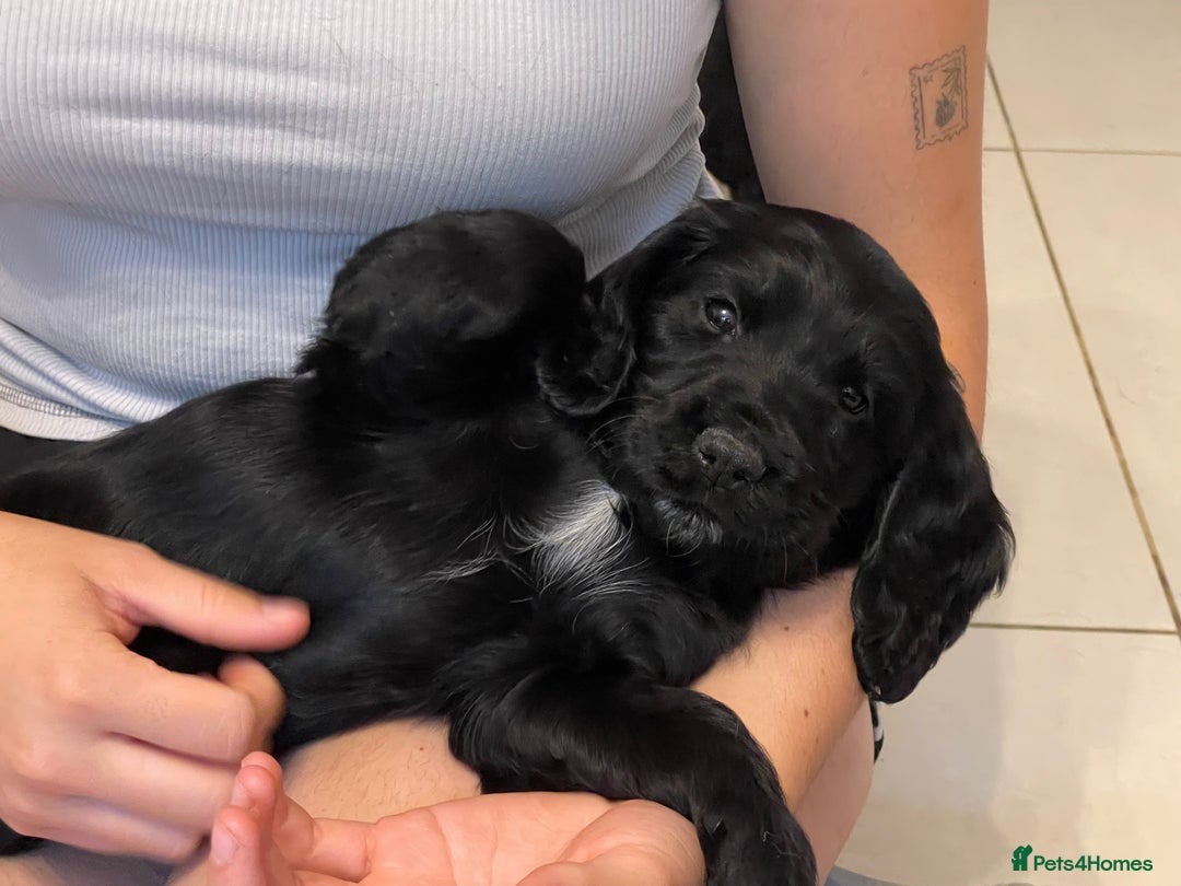 Sprocker dogs for sale: Beautiful Sprocker puppies HEALTH TESTED PARENTS - Image 24