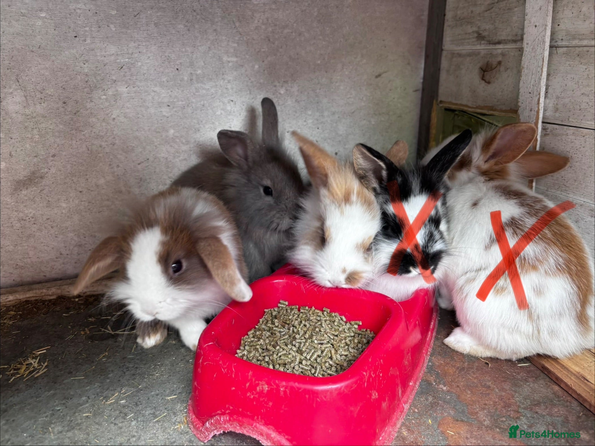 Mini Lion Lop rabbits 3 LEFT!! 5 Beautiful Mini Lionhead Lops £50 Each. - Advert 1