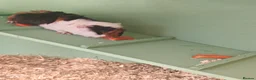 Guinea Pig rodents for sale: Two female guinea pigs and hutch  in Sleaford - Advert 6