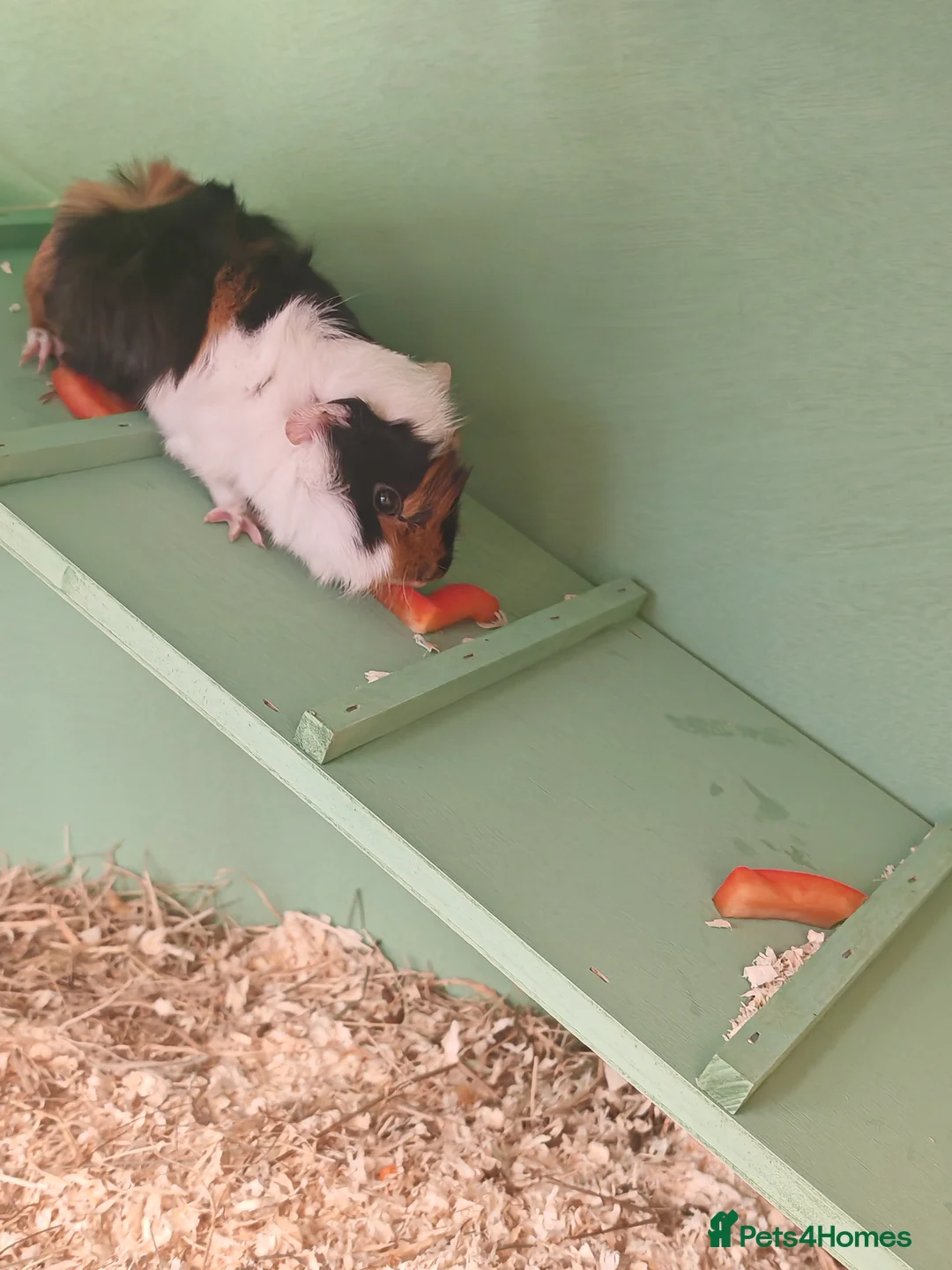 Guinea Pig rodents for sale: Two female guinea pigs and hutch  in Sleaford - Advert 6