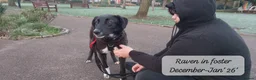 Mixed Breed dogs for adoption: Raven, 1.5 yrs approx. Is ADOPTED - Advert 29