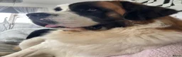 Saint Bernard dogs for sale: Bruno 18month Saint Bernard  in Chesterfield - Advert 9