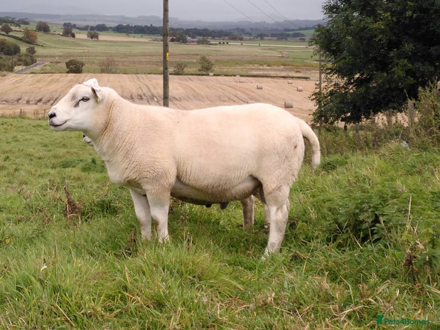 Sheep livestock Organic Texel purebreed tup/ ram - Advert 2