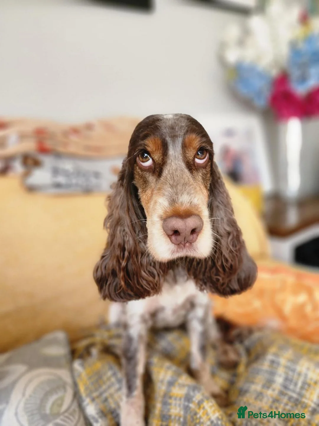 Cocker Spaniel dogs for sale: Bonnie - Advert 6