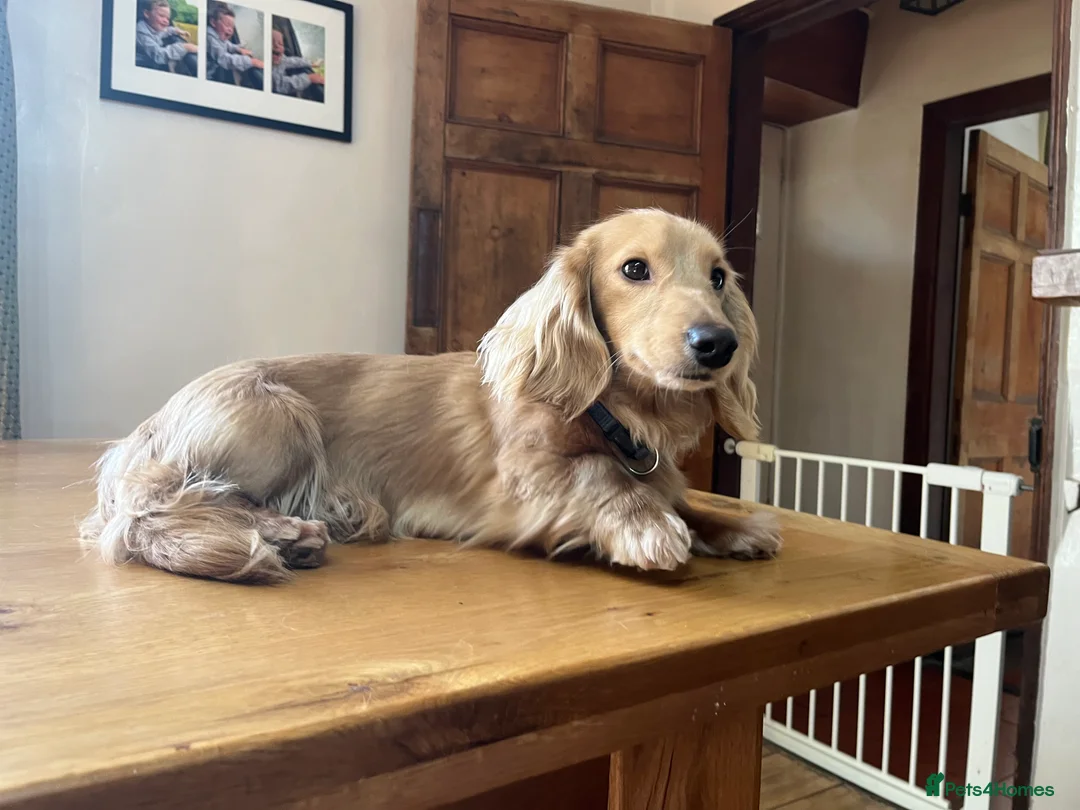 Dachshund dogs for stud: 🤍PROVEN MINIATURE KC CREAM LONG HAIRED DACHSHUND  in Llansantffraid - Advert 5