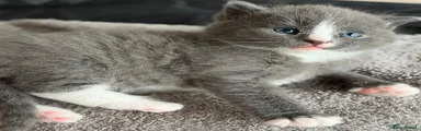Blue/grey/white boy Kitten 1