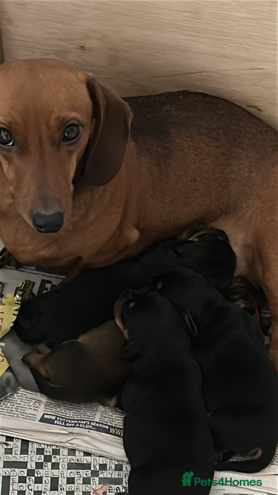Miniature Dachshund dogs for sale: 3 black & tan boys - Advert 2