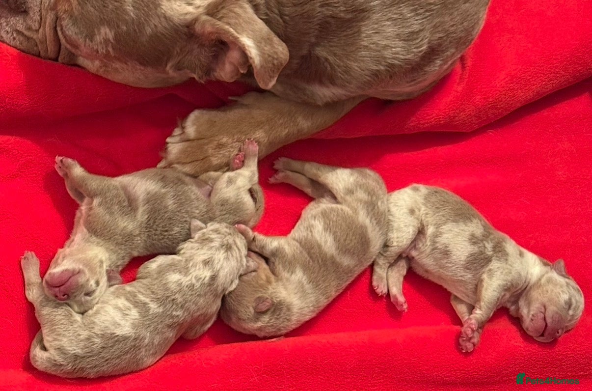 Olde English Bulldogge dogs 7 old tyme puppies available  - Advert 5