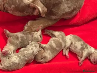 Olde English Bulldogge dogs 7 old tyme puppies available - Advert 4
