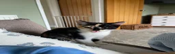 Mixed Breed cats for sale: Female tortishell kitten  - Advert 3