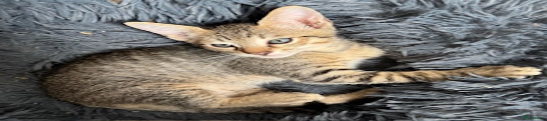 Savannah Kitten 1