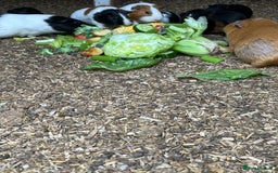 Guinea Pig rodents for sale: Beautiful Baby Guinea Pigs🐹 - Image 12