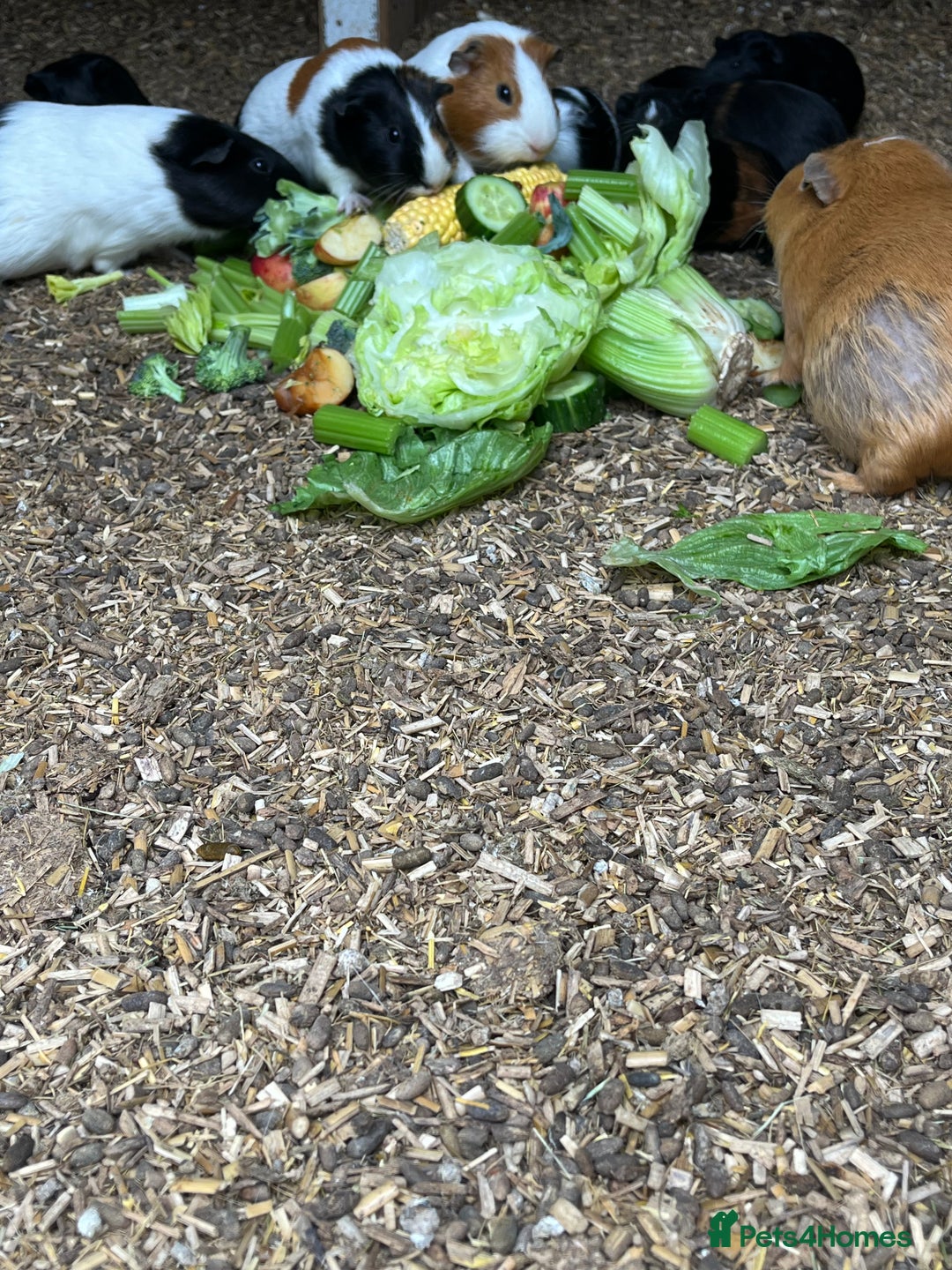 Guinea Pig rodents for sale: Beautiful Baby Guinea Pigs🐹 - Image 12