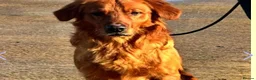 Golden Retriever dogs for sale: ⭐ Dark, DNA, KC Reg Golden Retrievers ⭐ - Advert 10