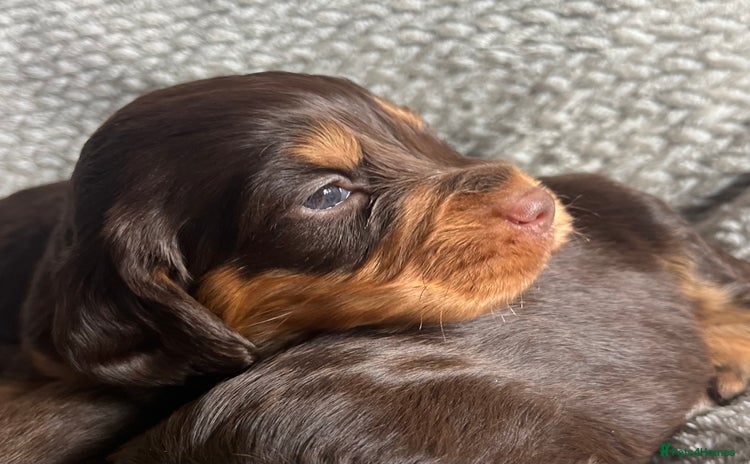 Cocker Spaniel dogs - Advert 20