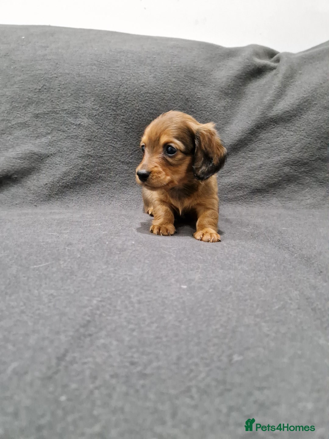 Miniature Dachshund dogs for sale: Quality KC Registered Mini Long-Haired Dachshunds  - Advert 29