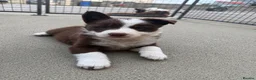 Border Collie dogs for sale: Gorgeous KC reg red and white border collies - Advert 10