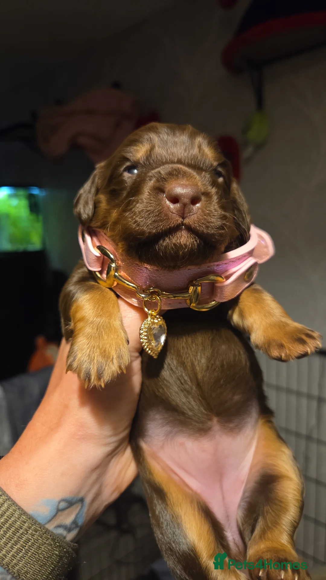 Mixed Breed dogs for sale: Field spaniel cross puppies kc Activity registered in Irvine - Advert 2