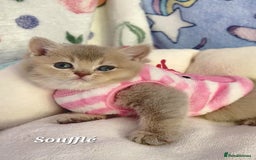 British Shorthair cats for sale: Pure Pedigree British Shorthair  - Image 9