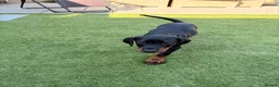 Dobermann dogs for sale: READY TO COLLET NOW | RKC DOBERMAN | CHAMPION LINE - Advert 22