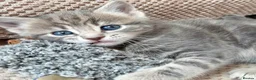 Mixed Breed cats for sale: Gorgeous 5 Adorable Kittens Ready For Home 💕 - Advert 21