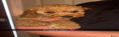 Cavapoo 3