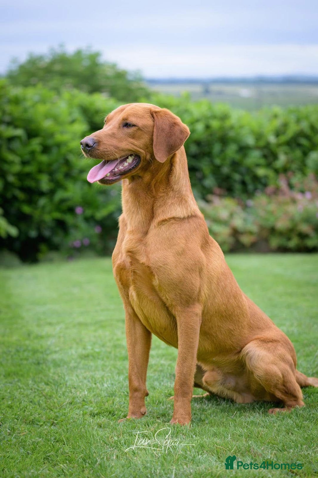 Labrador Retriever dogs for sale: KC Registered Litter of 9 fox red Labrador Puppies - Advert 4