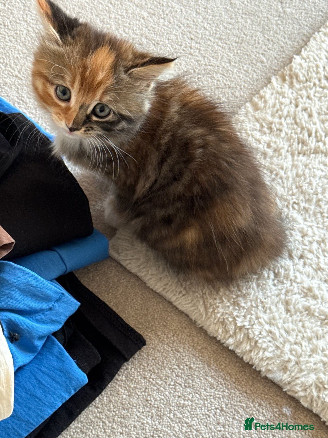 Mixed Breed cats for sale: One boy and one girl Kittens  - Image 6