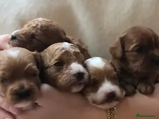 Cavapoo dogs Small F2 Cavapoo Puppies – Family Raised - Advert 5